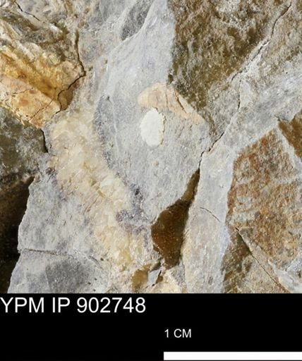 undet. Mollusca