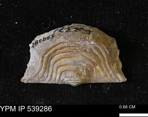 Leptaena rhomboidalis