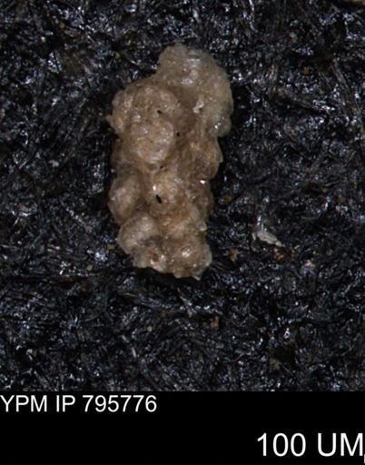 Verneuilina canadensis