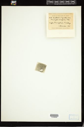Oscillatoria erythraea