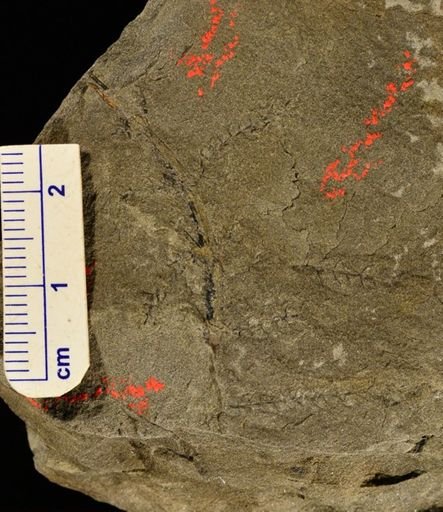 Asterophyllites charaeformis