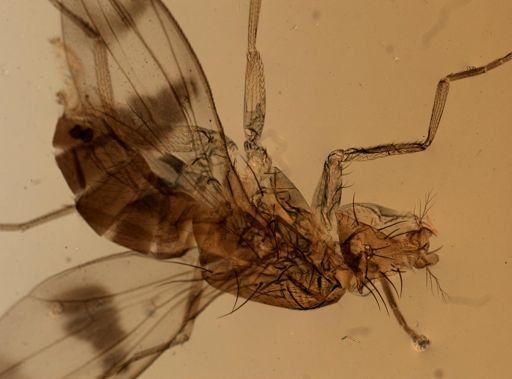 Diptera
