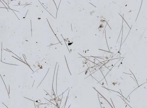 Biemna sp.