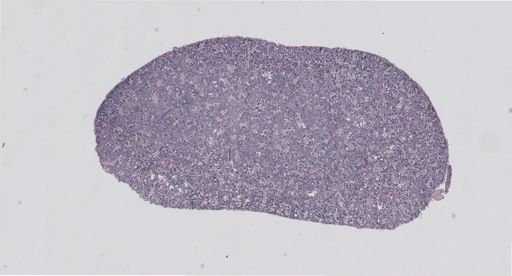 Rana clamitans