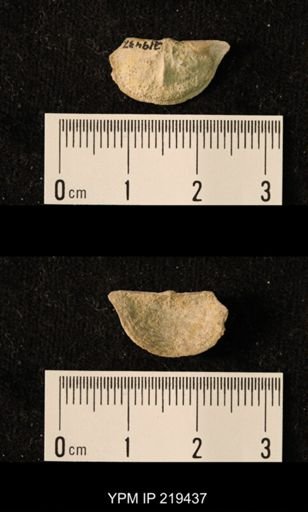 Chonetes granulifer