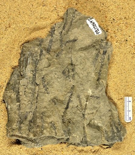 Sawdonia ornata
