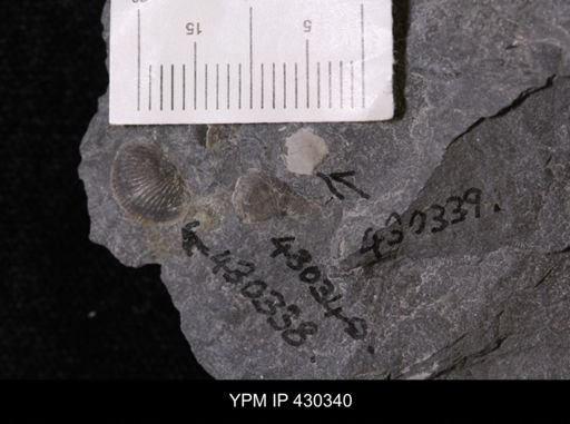 Chonetidae