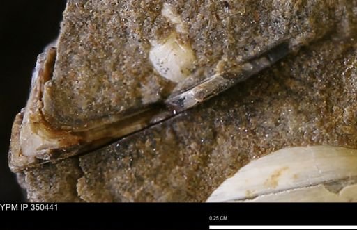 undet. Mollusca