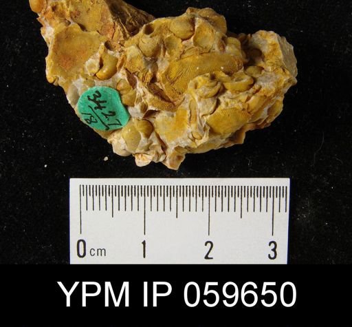 Anoplia nucleata