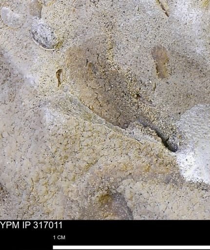 undet. Mollusca