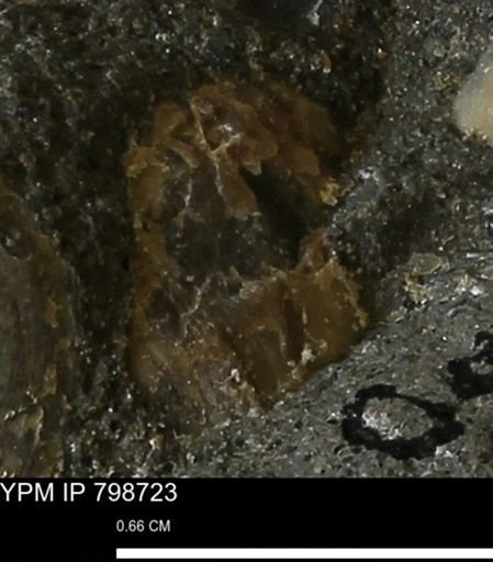 undet. Mollusca