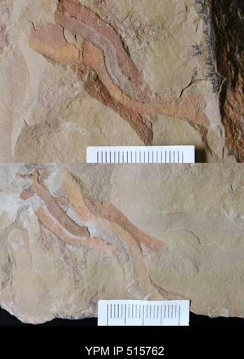 undet. Annelida