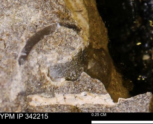 undet. Gastropoda