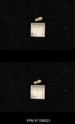 undet. Bryozoa