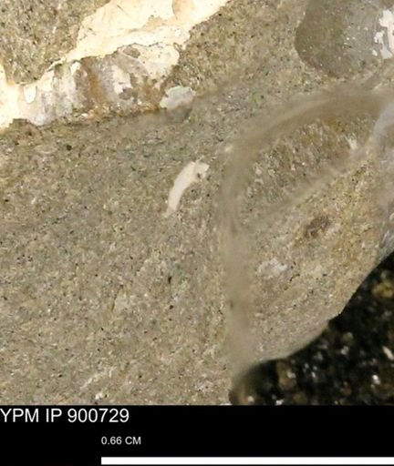 undet. Mollusca