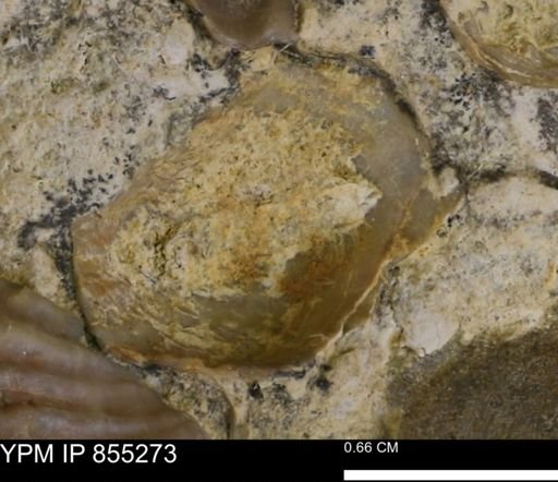 undet. Mollusca