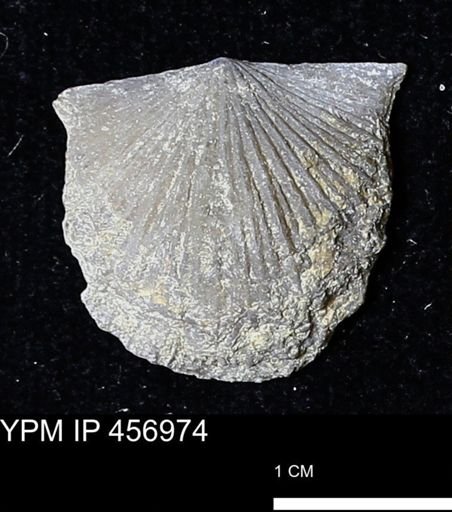 Stropheodonta sp.