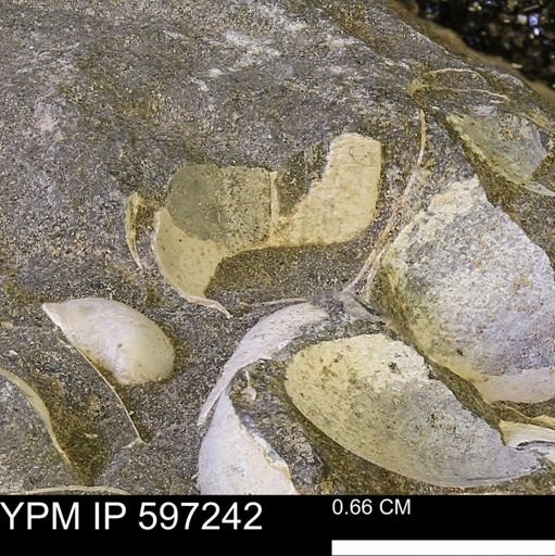 Limopsis striatopunctatus