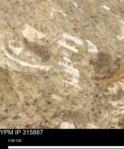 undet. Mollusca