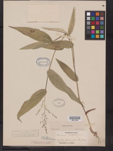 Panicum latifolium