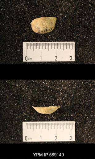 Sowerbyella sp.