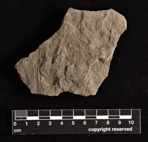 Equisetites praelongris