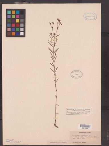 Hypericum canadense