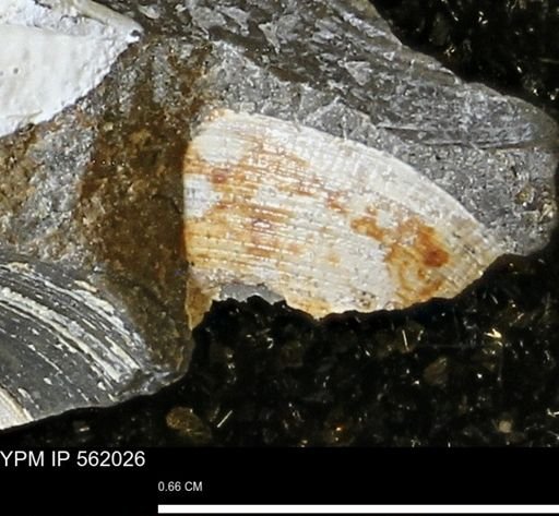 Limopsis sp.