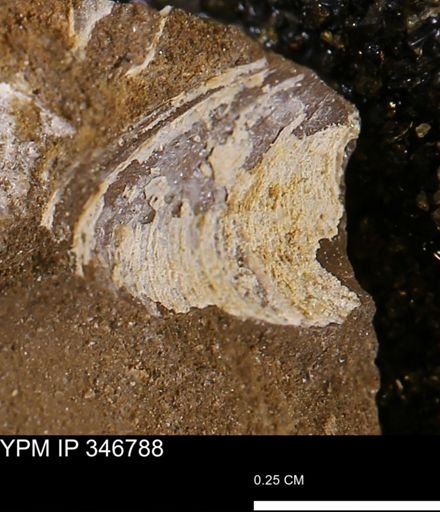 Limopsis striatopunctatus