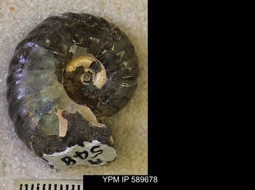 Hoploscaphites comprimus