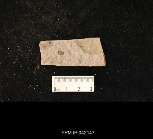 undet. Hymenoptera