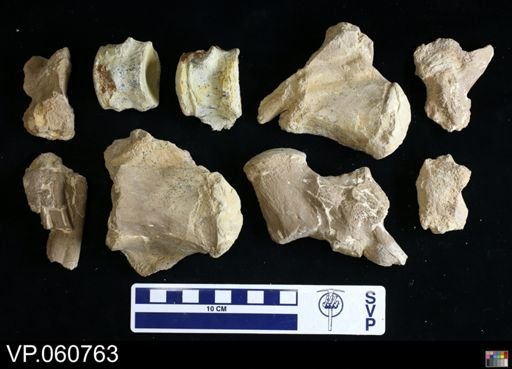 Mosasauridae