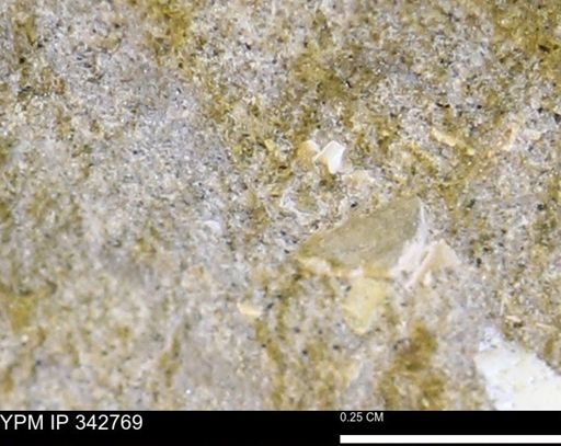 undet. Mollusca