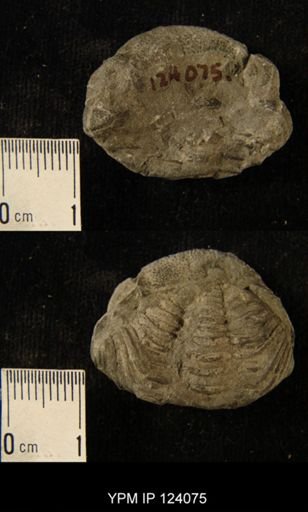 Phacops rana