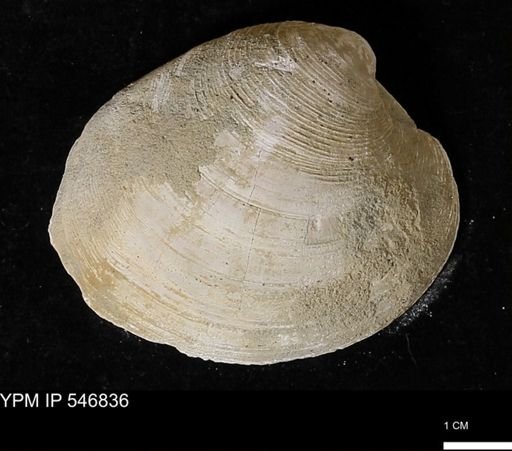 Venus mercenaria antiqua