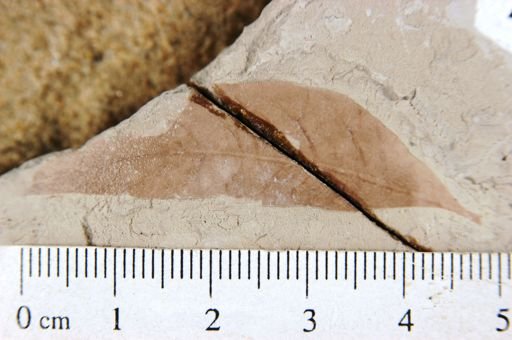 Sapindus coloradensis