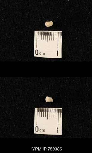 undet. Bryozoa
