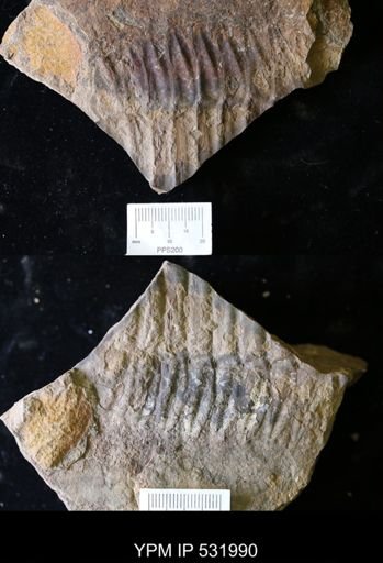 undet. Asaphacea