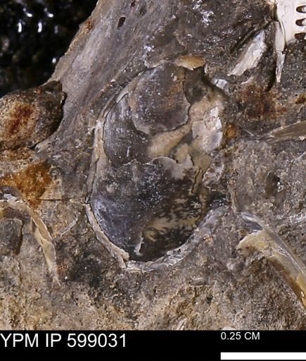 Hoploscaphites sp.