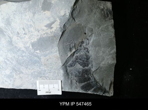 undet. Eurypterida