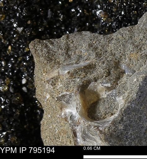 undet. Bivalvia