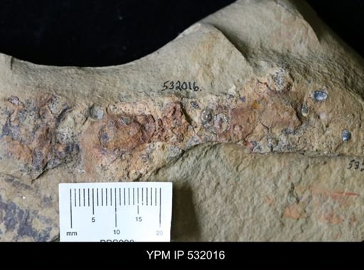 Celdobolus mirandus