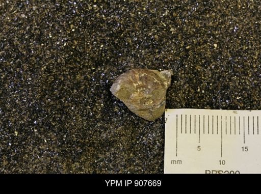 Oxytoma (Hypoxytoma) nebrascana
