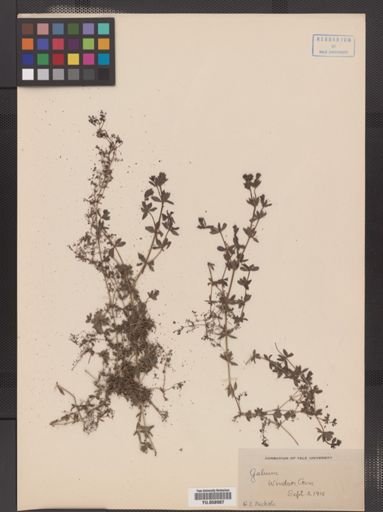 Galium