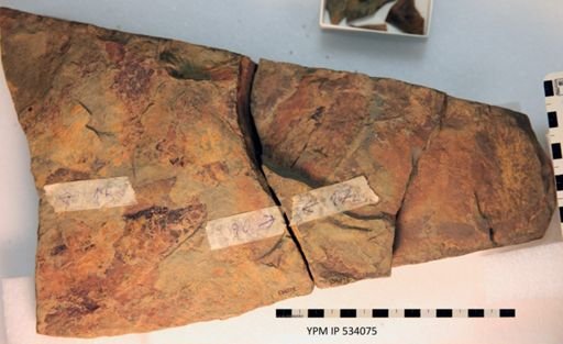 undet. Arthropoda