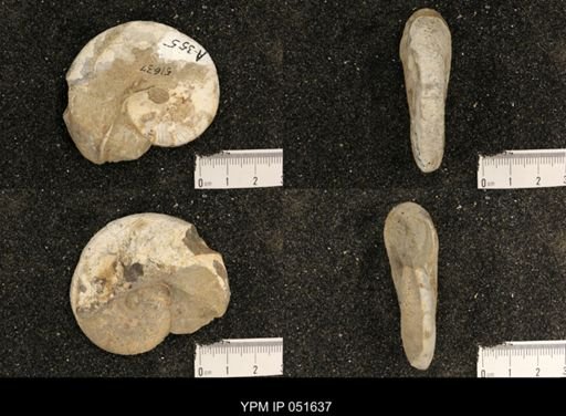 Hoploscaphites nicolletii