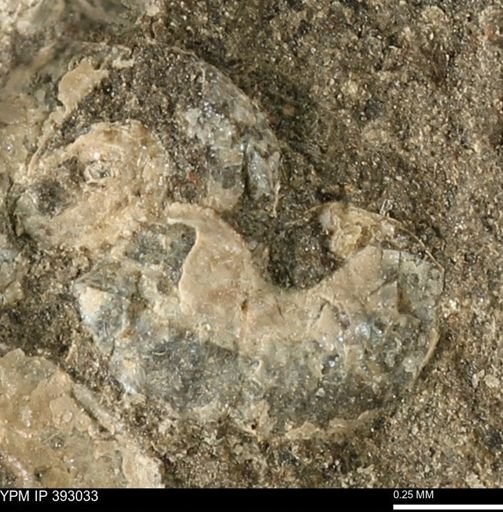 Scaphites sp.