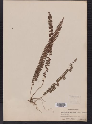 Plantae