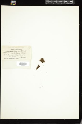 Gloeocapsa gigas