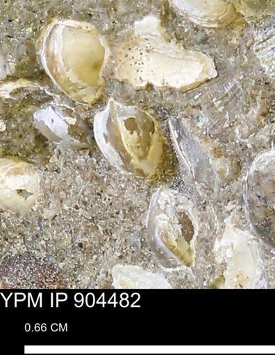 Corbulamella sp.